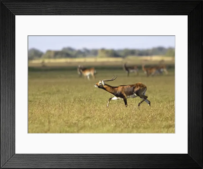 Framed Print : Black Lechwe Zambia Africa Framed Print : Black Lechwe Zambia Africa