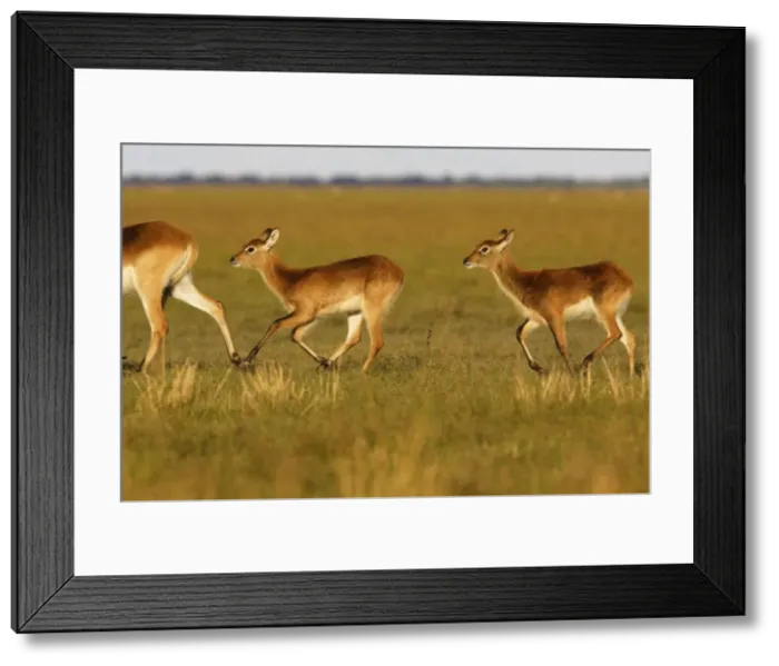 Framed Print : Black Lechwe Zambia Africa Framed Print : Black Lechwe Zambia Africa