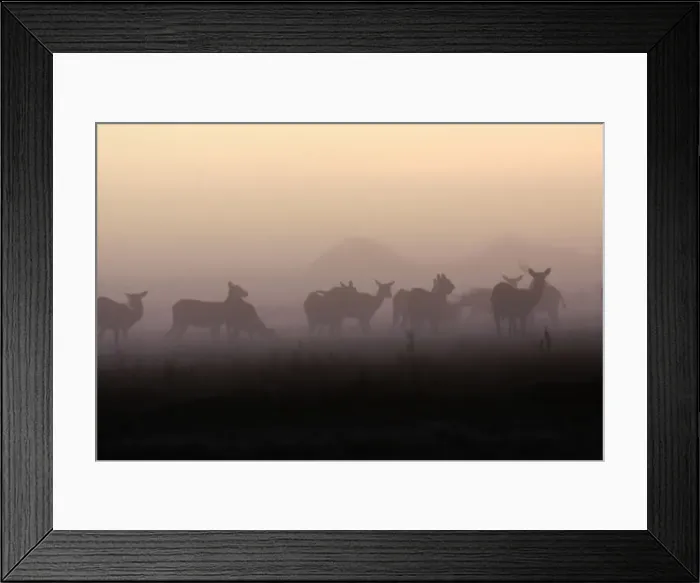 Framed Print : Black Lechwe Zambia Africa Framed Print : Black Lechwe Zambia Africa