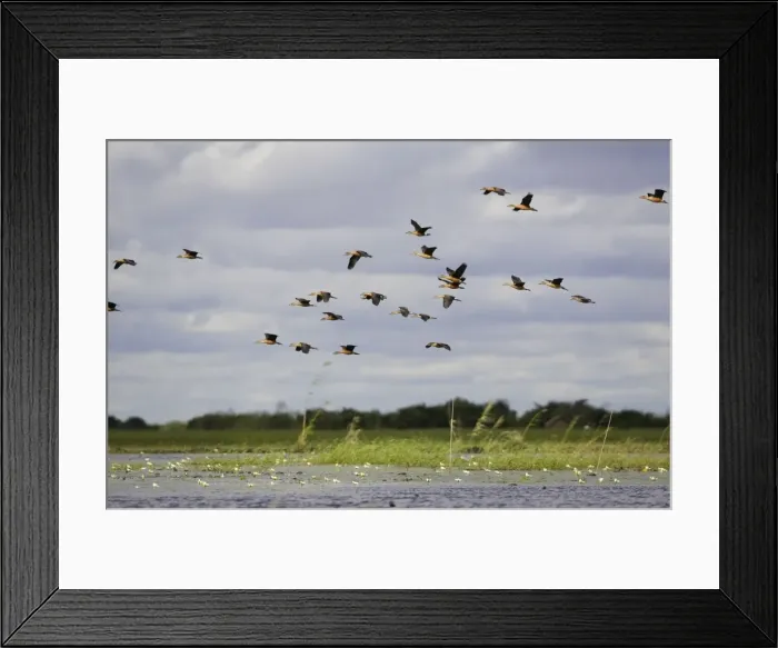Framed Print : Fulvous Duck Framed Print : Fulvous Duck