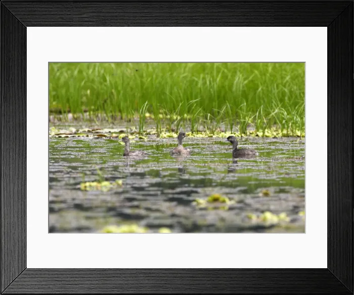 Framed Print : Least Grebe - on Lake Sandoval Peru Framed Print : Least Grebe - on Lake Sandoval Peru