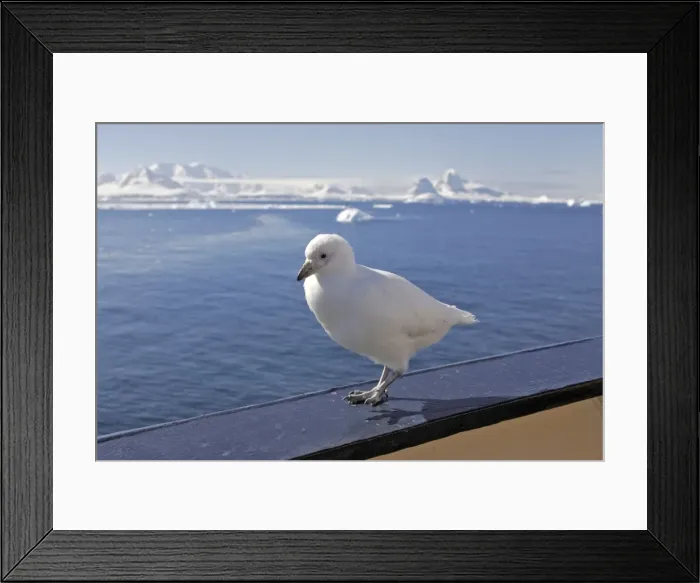 Framed Print : Snowy Sheathbill - resting on edge of boat - Antarctic Peninsula Framed Print : Snowy Sheathbill - resting on edge of boat - Antarctic Peninsula