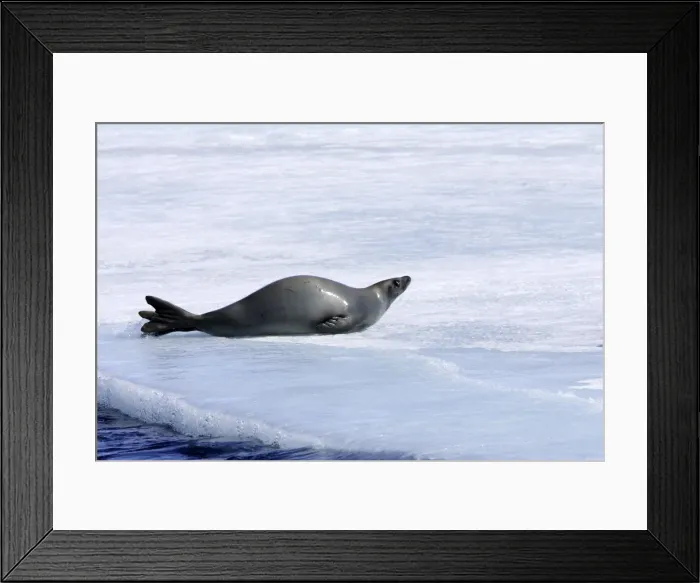 Framed Print : Crabeater Seal. Antarctic Pennisular Framed Print : Crabeater Seal. Antarctic Pennisular