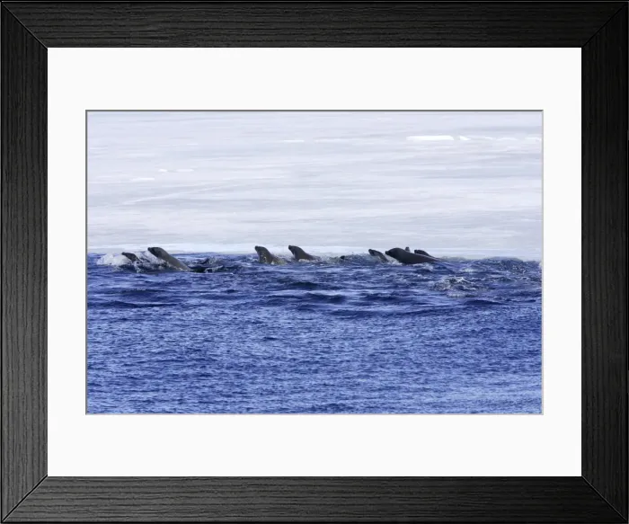 Framed Print : Crabeater Seal - group swimming. Antarctic Pennisular Framed Print : Crabeater Seal - group swimming. Antarctic Pennisular