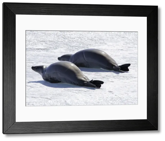 Framed Print : Crabeater Seal - two on ice. Antarctic Pennisular Framed Print : Crabeater Seal - two on ice. Antarctic Pennisular