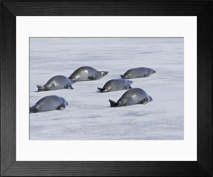 Framed Print : Crabeater Seal - group on ice. Antarctic Pennisular Framed Print : Crabeater Seal - group on ice. Antarctic Pennisular