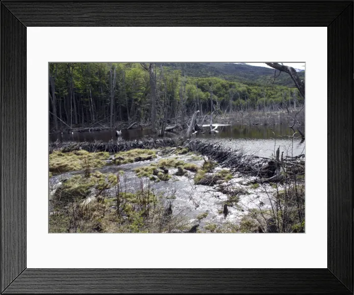Framed Print : Beaver - Dam - Tierra del fuego National Park - Argentina Framed Print : Beaver - Dam - Tierra del fuego National Park - Argentina
