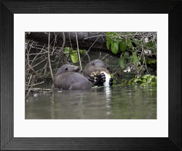 Framed Print : Giant Otter Lake Sandoval Amazon, Peru Framed Print : Giant Otter Lake Sandoval Amazon, Peru