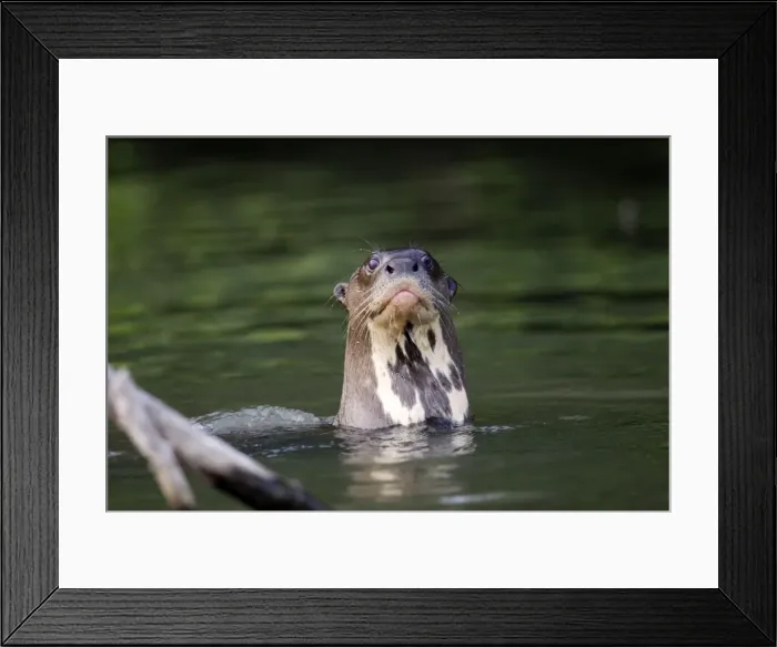 Framed Print : Giant Otter Lake Sandoval Amazon Peru Framed Print : Giant Otter Lake Sandoval Amazon Peru