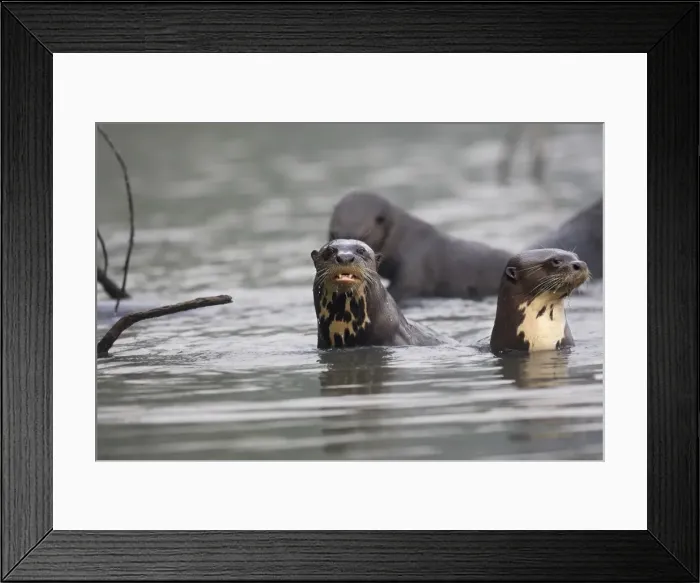 Framed Print : Giant Otter Lake Sandoval Amazon Peru Framed Print : Giant Otter Lake Sandoval Amazon Peru