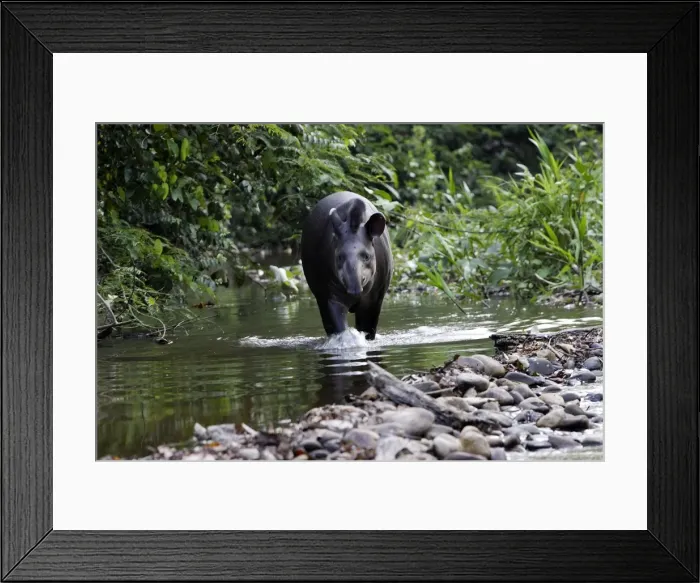 Framed Print : Brazilian Tapir Family: Tapiridae Manu Wildlife Centre Peru Framed Print : Brazilian Tapir Family: Tapiridae Manu Wildlife Centre Peru