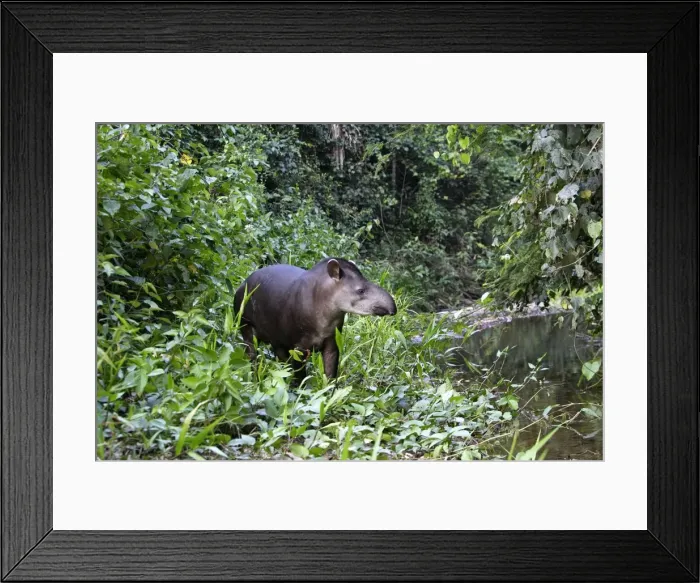 Framed Print : Brazilian tapir Family: Tapiridae Manu Wildlife Centre Peru Framed Print : Brazilian tapir Family: Tapiridae Manu Wildlife Centre Peru