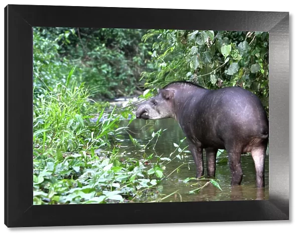 Brazilian tapir Family: Tapiridae Manu Wildlife Centre Peru