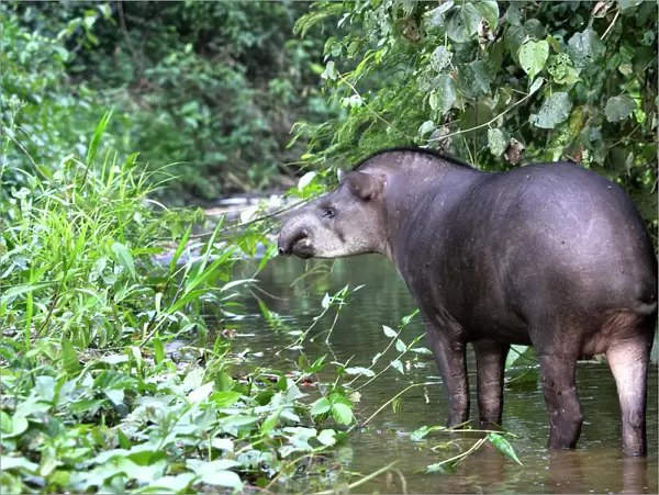 Brazilian tapir Family: Tapiridae Manu Wildlife Centre Peru