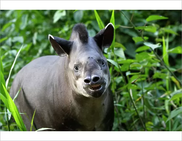 Brazilian Tapir Manu Wildlife Centre Peru