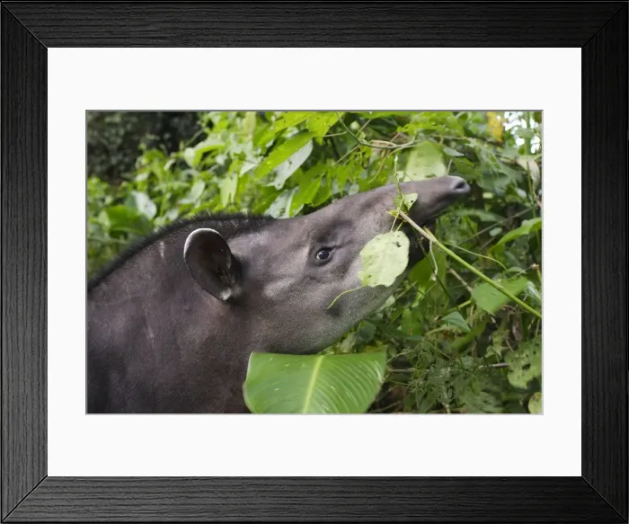 Framed Print : Brazilian Tapir Manu Wildlife Centre Peru Framed Print : Brazilian Tapir Manu Wildlife Centre Peru