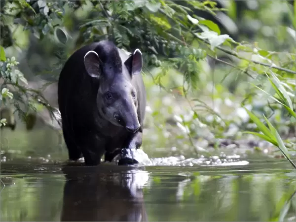 Brazilian Tapir Manu Wildlife Centre Peru