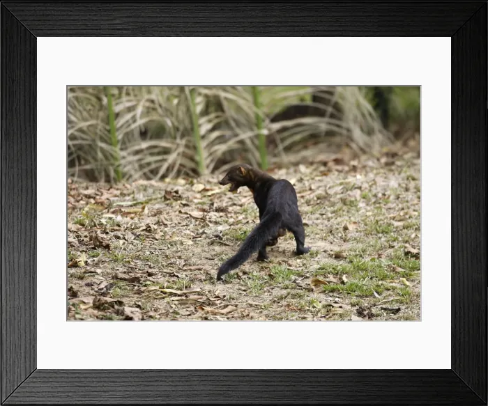 Framed Print : Tayra Heath River Amazon Peru Framed Print : Tayra Heath River Amazon Peru