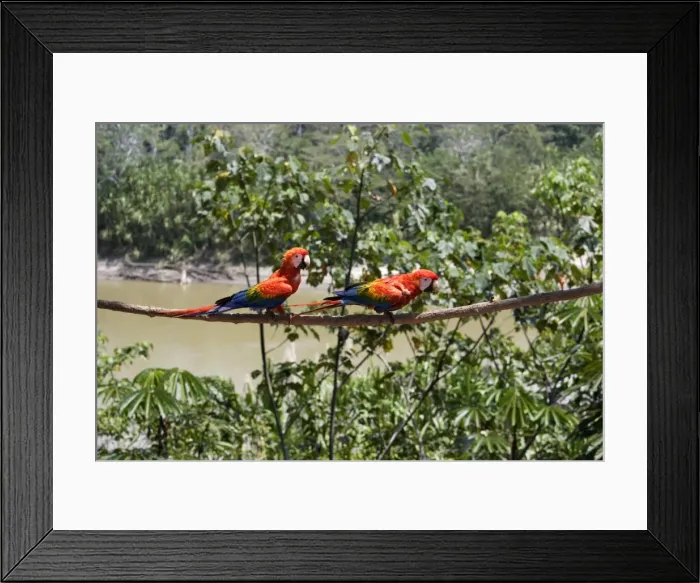 Framed Print : Scarlet Macaw Family: Psittacidae Manu Wildlife Centre Amazon Peru Framed Print : Scarlet Macaw Family: Psittacidae Manu Wildlife Centre Amazon Peru