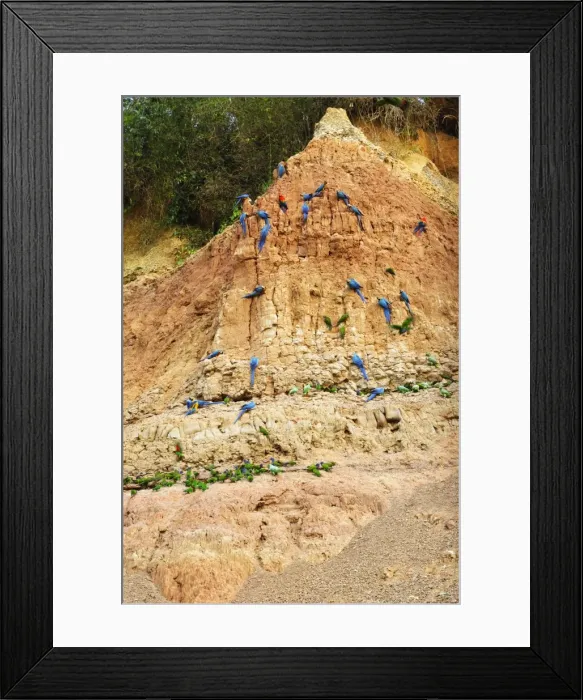 Framed Print : Macaws & Parrots - at clay lick Tambopata Nature Reserve Peru Framed Print : Macaws & Parrots - at clay lick Tambopata Nature Reserve Peru