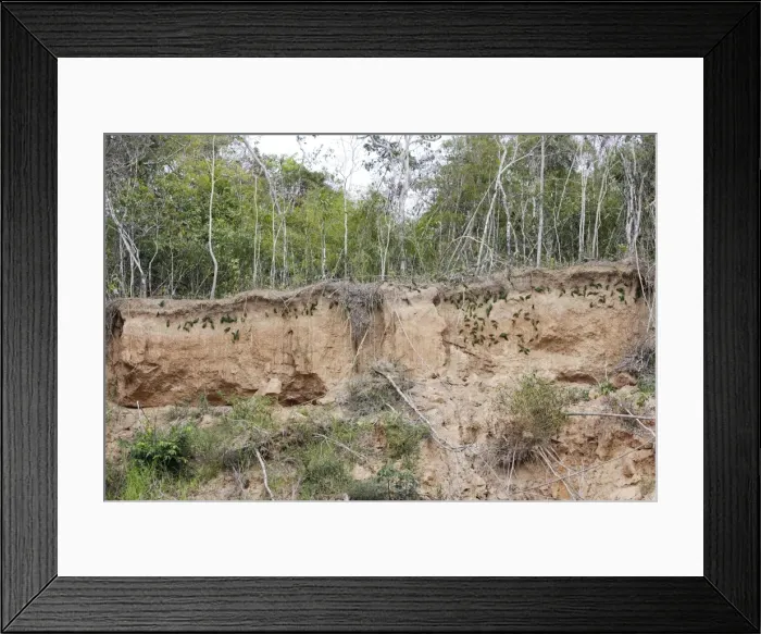Framed Print : Dusky-headed Parakeet - at clay lick Family : PSITTACIDAE Heath River Centre Amazon Peru Framed Print : Dusky-headed Parakeet - at clay lick Family : PSITTACIDAE Heath River Centre Amazon Peru