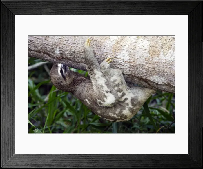 Framed Print : Brown-throated Three-toed Sloth Heath River Centre Amazon Peru Framed Print : Brown-throated Three-toed Sloth Heath River Centre Amazon Peru