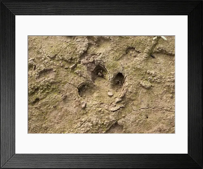 Framed Print : Prints of south american Tapir Framed Print : Prints of south american Tapir