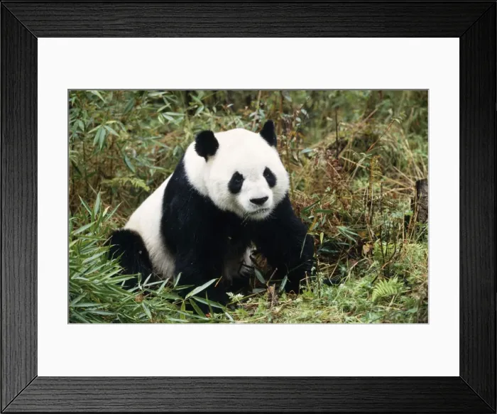 Framed Print : Giant Panda Framed Print : Giant Panda