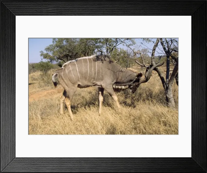 Framed Print : Greater Kudu South Africa Framed Print : Greater Kudu South Africa