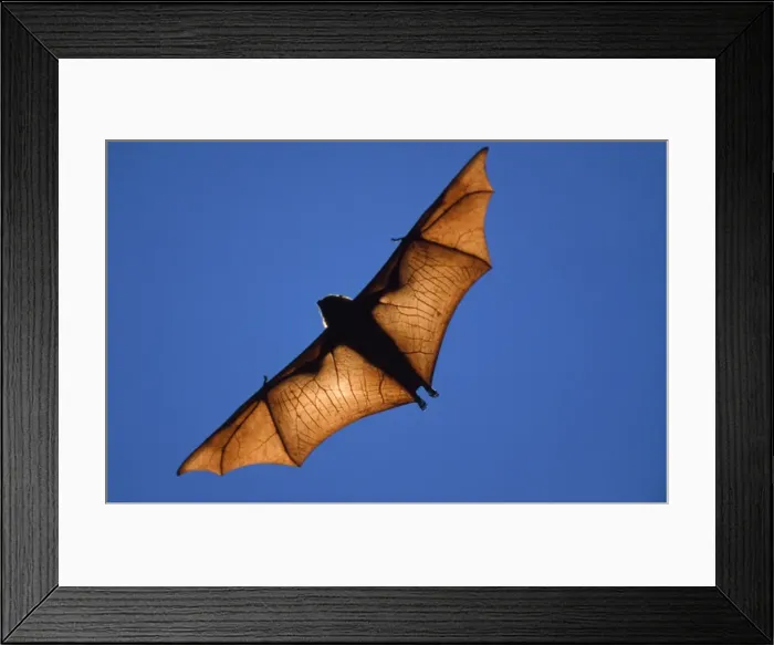 Framed Print : Fruit Bat Madagascar Framed Print : Fruit Bat Madagascar