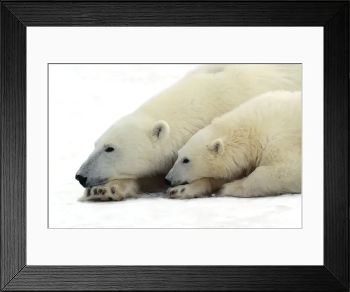 Framed Print : Polar Bear - adult & young Framed Print : Polar Bear - adult & young
