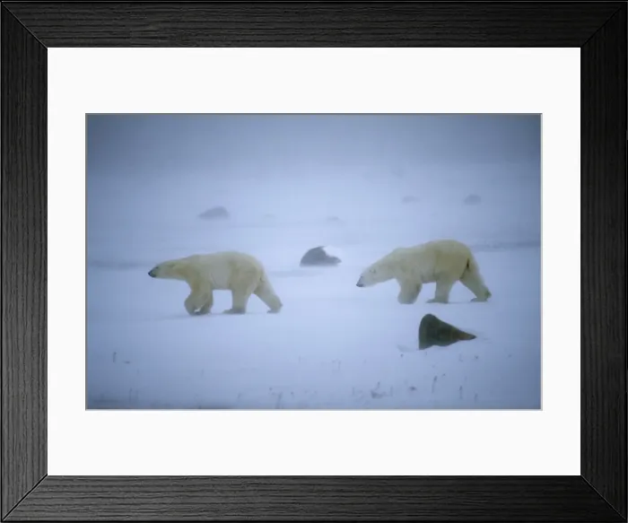 Framed Print : Polar Bear - two walking across snow Framed Print : Polar Bear - two walking across snow