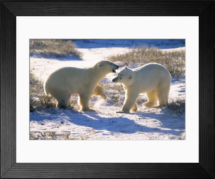 Framed Print : Polar Bear - play fighting Framed Print : Polar Bear - play fighting