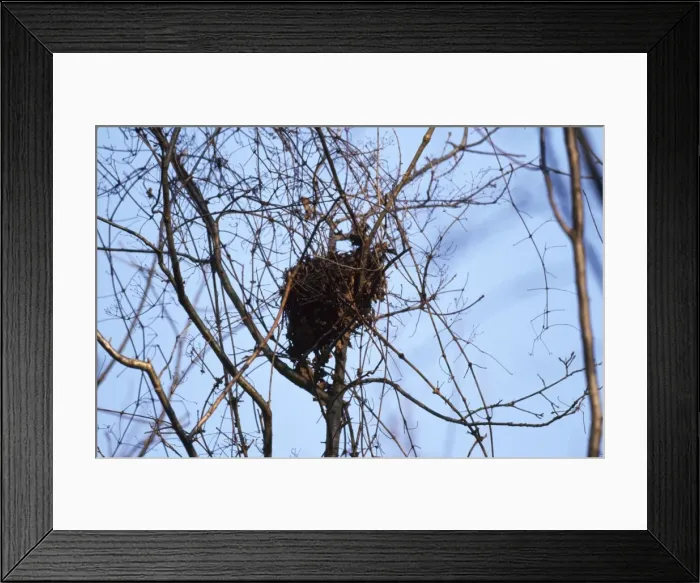 Framed Print : Red Squirrel - drey Framed Print : Red Squirrel - drey