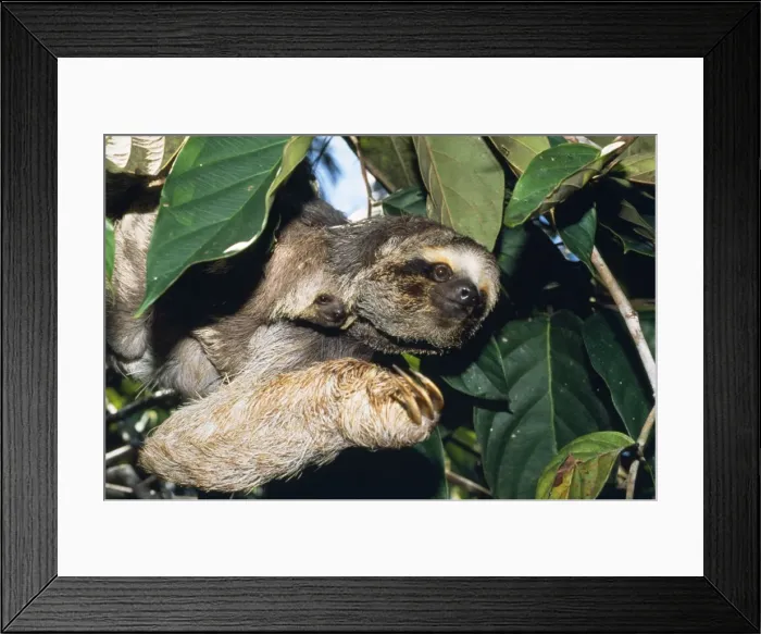 Framed Print : Maned 3-toed Sloth - with young Framed Print : Maned 3-toed Sloth - with young