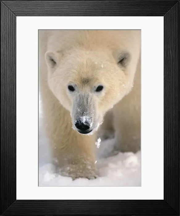 Framed Print : Polar Bear Framed Print : Polar Bear