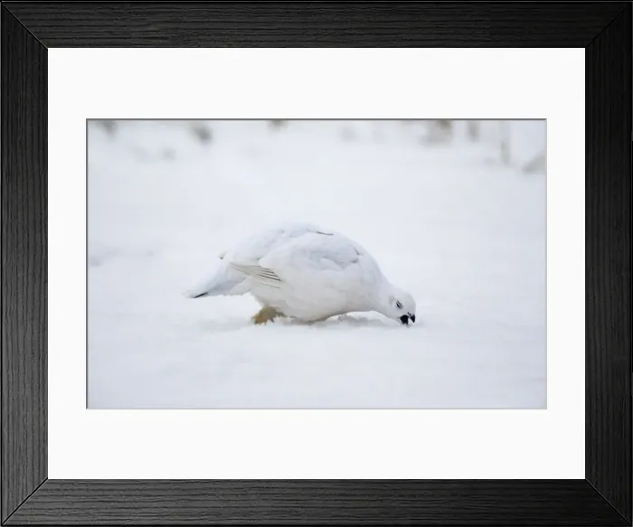 Framed Print : Willow Ptarmigan - winter plumage Alaska Framed Print : Willow Ptarmigan - winter plumage Alaska