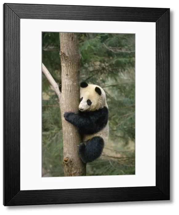 Framed Print : Giant Panda Framed Print : Giant Panda