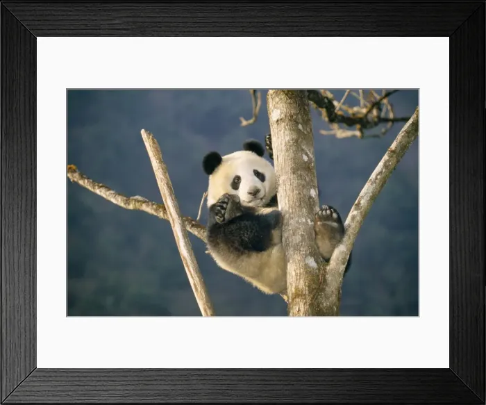 Framed Print : Giant Panda Framed Print : Giant Panda