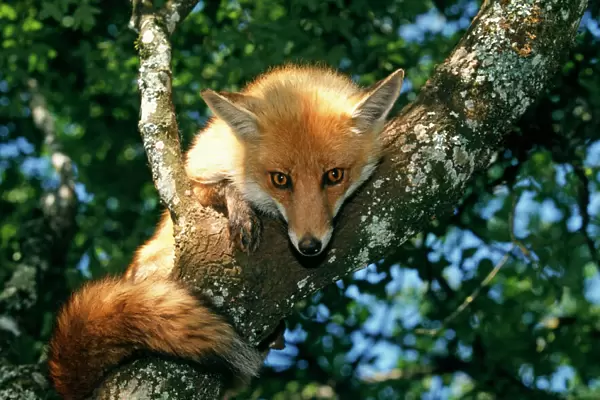 Red Fox - In tree