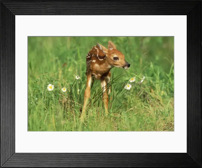 Framed Print : White-tailed Deer Fawn Framed Print : White-tailed Deer Fawn