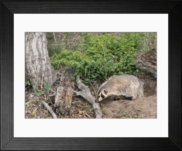 Framed Print : American Badger Framed Print : American Badger