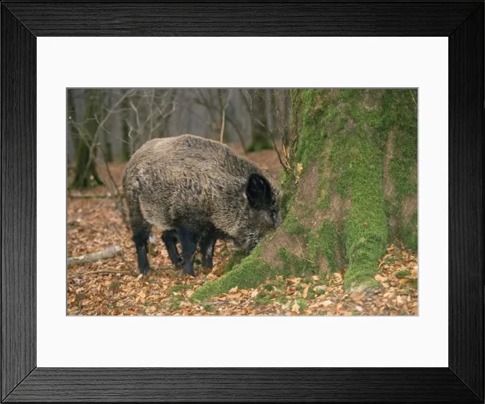 Framed Print : Wild Boar - searching for truffles Framed Print : Wild Boar - searching for truffles