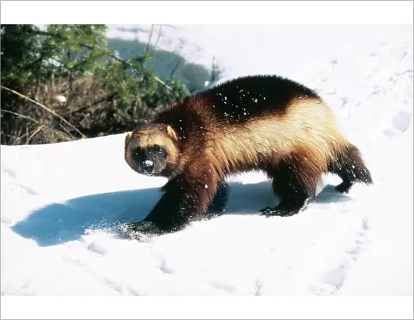 Wolverine - Walking in snow
