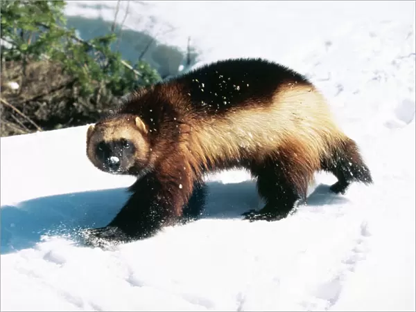 Wolverine - Walking in snow