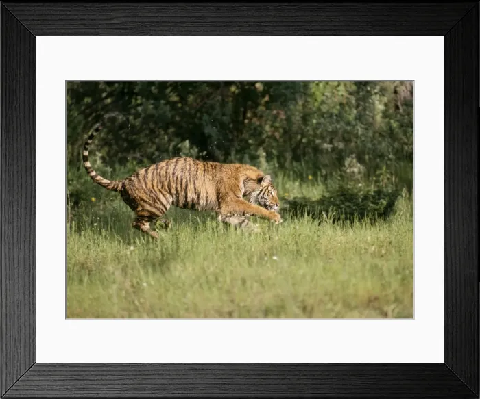 Framed Print : Siberian Tiger - Runing through grass Framed Print : Siberian Tiger - Runing through grass