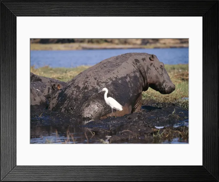 Framed Print : Hippopotamus With Egret Framed Print : Hippopotamus With Egret