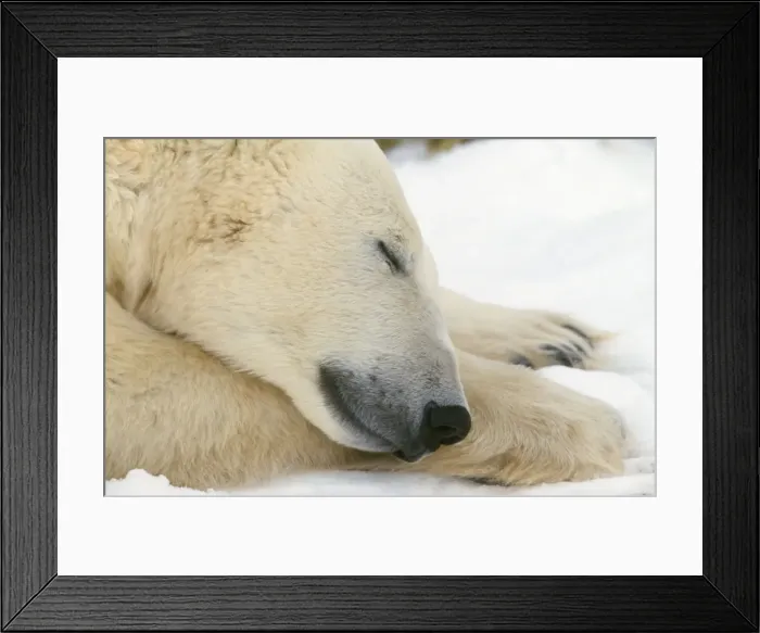 Framed Print : Polar Bear Framed Print : Polar Bear