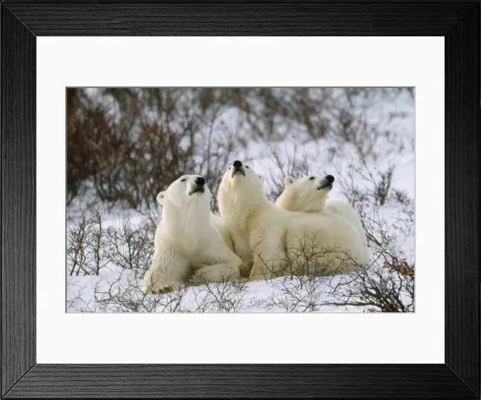 Framed Print : Polar Bear Framed Print : Polar Bear