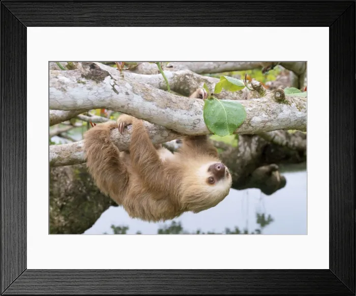 Framed Print : Two-toed Sloth - hanging upside down Costa Rica Framed Print : Two-toed Sloth - hanging upside down Costa Rica
